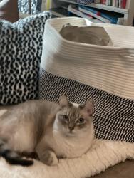 Lost Male Cat last seen Scots Way and McKenzie St, Poway, CA 92064