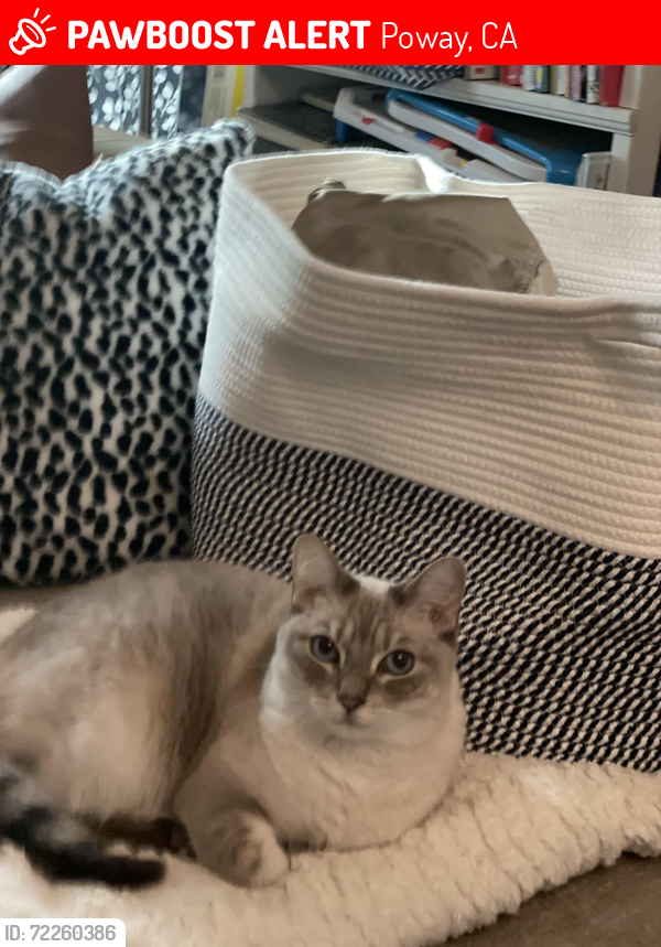 Lost Male Cat last seen Scots Way and McKenzie St, Poway, CA 92064