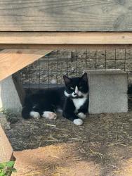 Lost Male Cat last seen Oriental Rd, Waco, TX 76710