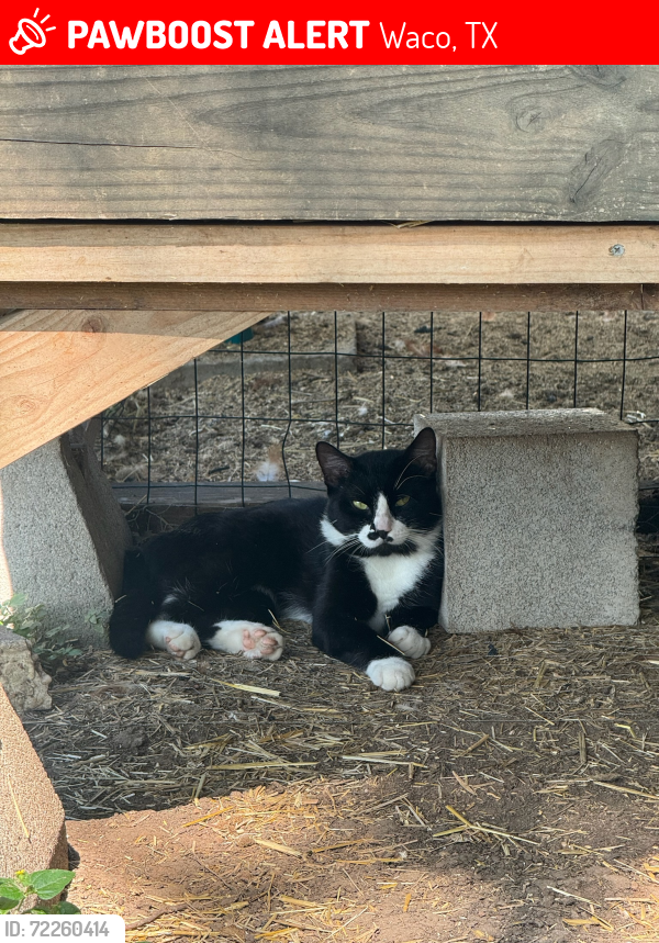 Lost Male Cat last seen Oriental Rd, Waco, TX 76710