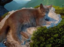 Lost Female Cat last seen Johnson Rd and Fish Camp Rd, Easley, SC 29642