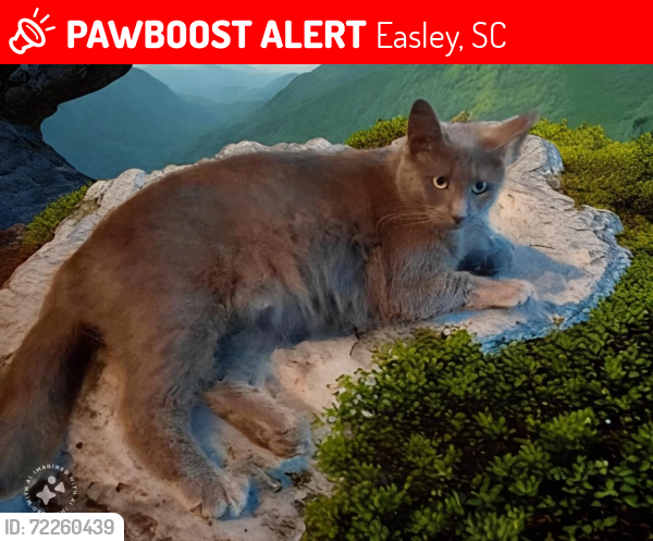 Lost Female Cat last seen Johnson Rd and Fish Camp Rd, Easley, SC 29642
