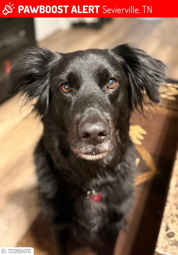 Lost Female Dog last seen Near new Riverside drive, Sevierville, TN 37862