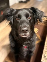 Lost Female Dog last seen Near new Riverside drive, Sevierville, TN 37862