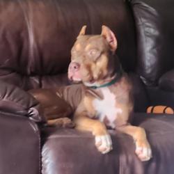 Lost Male Dog last seen My olive estates .. Mt Olive Rd .. big buck trail off hwy 90 Crestview fl., Crestview, FL 32539