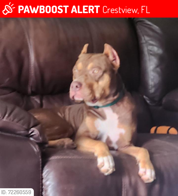 Lost Male Dog last seen My olive estates .. Mt Olive Rd .. big buck trail off hwy 90 Crestview fl., Crestview, FL 32539