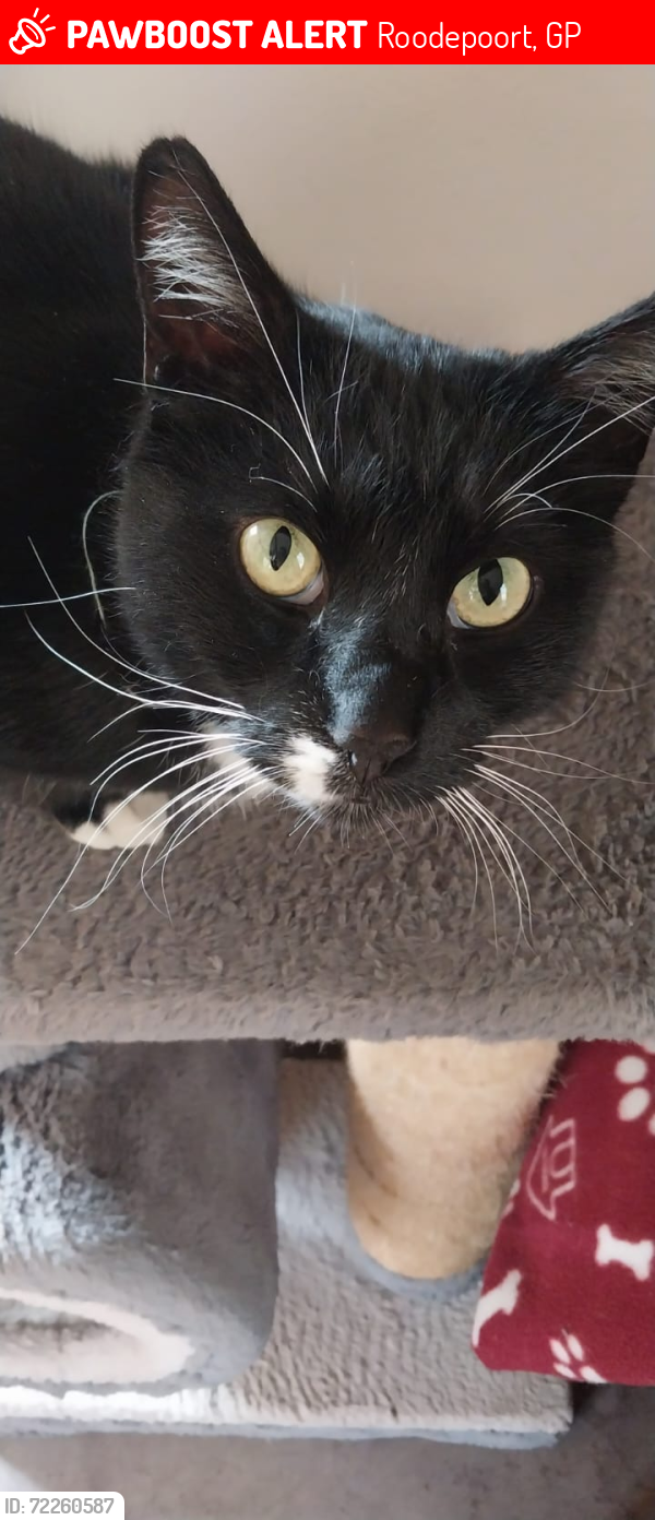Lost Male Cat last seen Boundary Road , Roodepoort, GP 2169