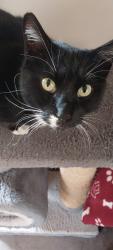 Lost Male Cat last seen Boundary Road , Roodepoort, GP 2169