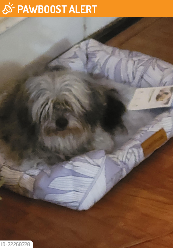 Found/Stray Female Dog last seen Foothill and Rochester, Rancho Cucamonga, CA 91730