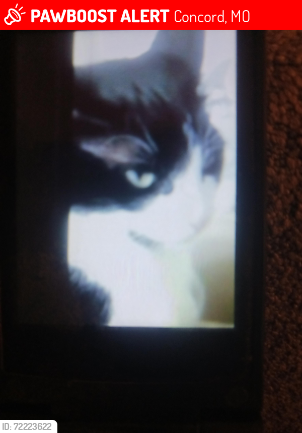 Lost Female Cat last seen Tesson Ferry Road and Griffin Road zip code 63128, Concord, MO 63128