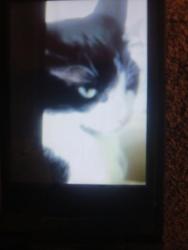 Lost Female Cat last seen Tesson Ferry Road and Griffin Road zip code 63128, Concord, MO 63128