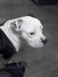 Lost Male Dog last seen Fuller Road/71 Hwy Waldron,Arkansas , Waldron, AR 72958