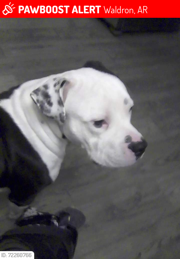 Lost Male Dog last seen Fuller Road/71 Hwy Waldron,Arkansas , Waldron, AR 72958