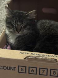 Lost Male Cat last seen McKinley and magnolia ave in Corona, ca, Corona, CA 91719