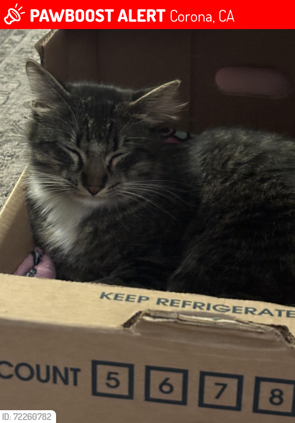 Lost Male Cat last seen McKinley and magnolia ave in Corona, ca, Corona, CA 91719