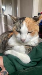 Lost Female Cat last seen NEW SHAW LANE, Hadfield, England SK13