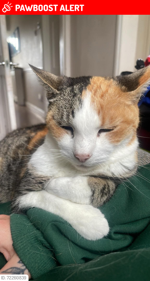 Lost Female Cat last seen NEW SHAW LANE, Hadfield, England SK13