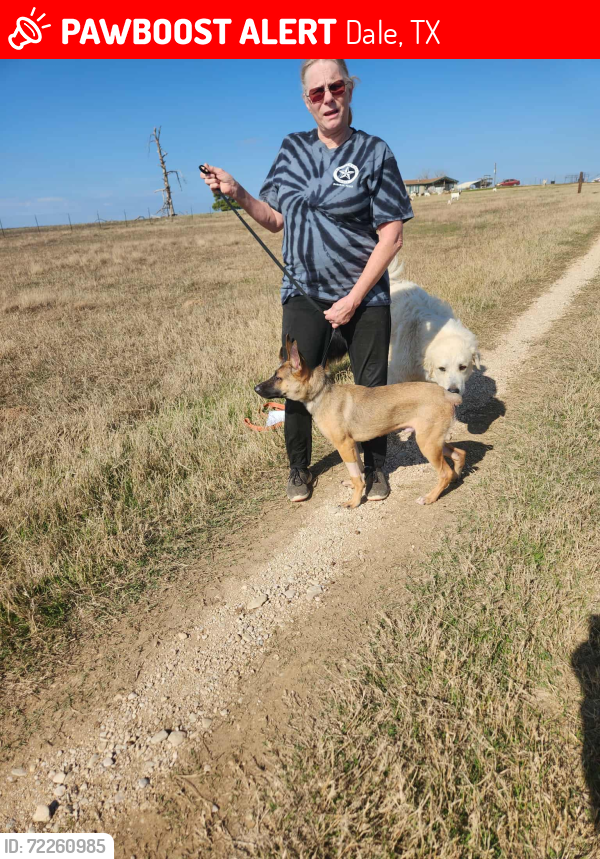 Lost Male Dog last seen Near , Dale, TX 78616