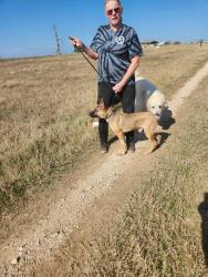 Lost Male Dog last seen Near , Dale, TX 78616