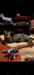 Lost Male Cat last seen Fleetwood place & Creve Coeur Mill Road, Maryland Heights, MO 63043
