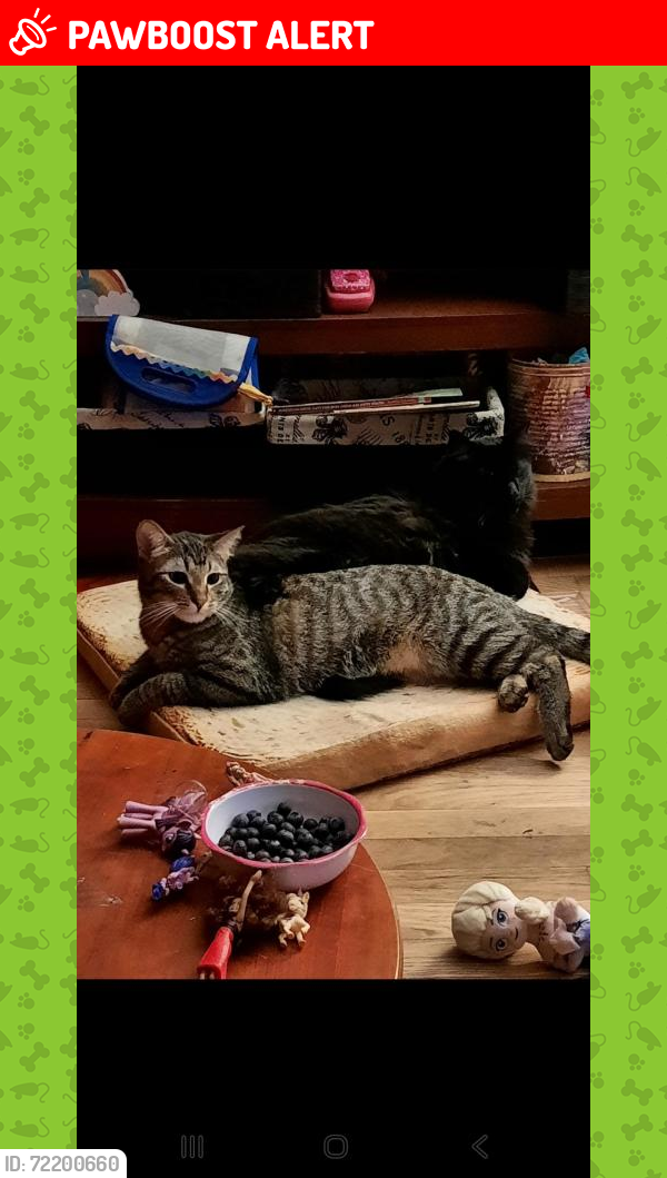Lost Male Cat last seen Fleetwood place & Creve Coeur Mill Road, Maryland Heights, MO 63043