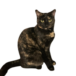 Lost Female Cat last seen Oak Forest in S AVL, Asheville, NC 28803