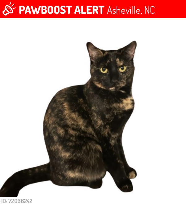 Lost Female Cat last seen Oak Forest in S AVL, Asheville, NC 28803