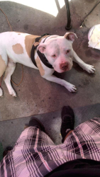 Lost Male Dog last seen 50th Street off of 47th avenue, Sacramento, CA 95823