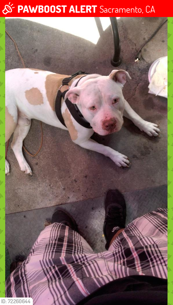 Lost Male Dog last seen 50th Street off of 47th avenue, Sacramento, CA 95823