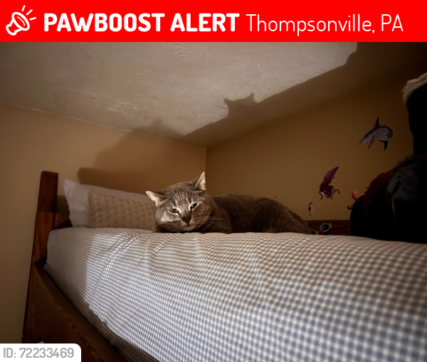 Lost Female Cat last seen  address in McMurray, Thompsonville, PA 15317