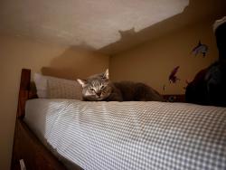 Lost Female Cat last seen  address in McMurray, Thompsonville, PA 15317