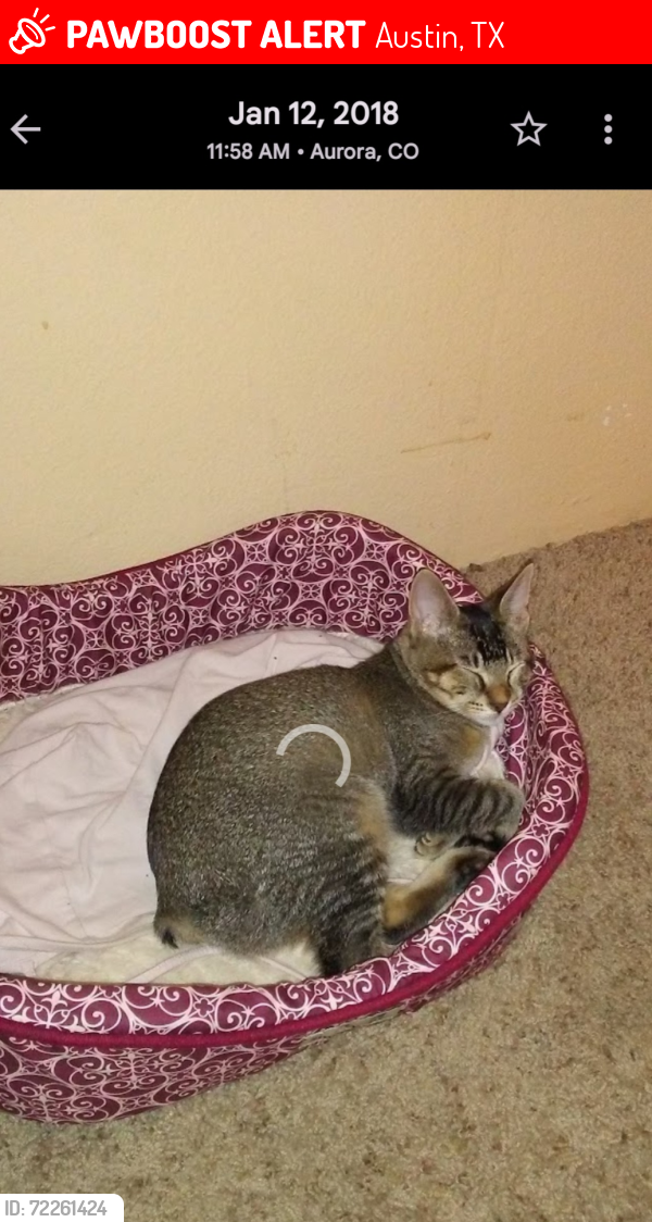 Lost Female Cat last seen Springdale, 51st, Austin, TX 78723