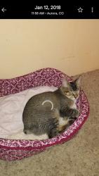 Lost Female Cat last seen Springdale, 51st, Austin, TX 78723