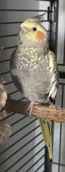 Lost Female Bird last seen Publix on Courteney, Merritt Island, FL 32953