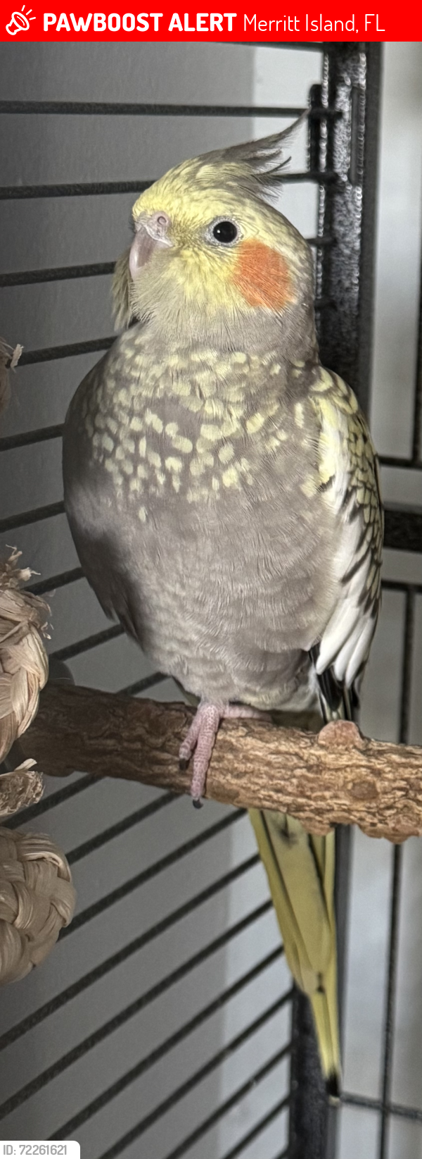 Lost Female Bird last seen Publix on Courteney, Merritt Island, FL 32953