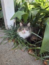 Lost Female Cat last seen University and 5th, Pace, FL 32571