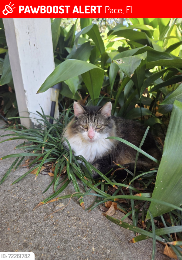 Lost Female Cat last seen University and 5th, Pace, FL 32571
