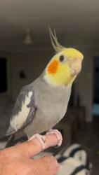 Lost Male Bird last seen Yampi place, Worongary, QLD 4213