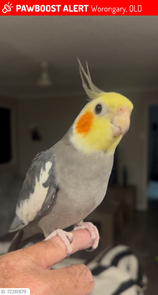 Lost Male Bird last seen Yampi place, Worongary, QLD 4213