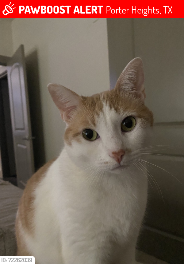 Lost Male Cat last seen Maple Heights Neighborhood + Porter Heights Surrounding Neighborhoods, Porter Heights, TX 77365