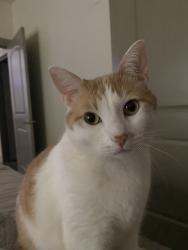 Lost Male Cat last seen Maple Heights Neighborhood + Porter Heights Surrounding Neighborhoods, Porter Heights, TX 77365