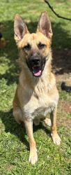 Lost Male Dog last seen Ebenezer Elementary School, Travelers Rest, SC 29690