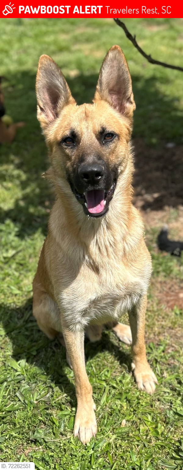 Lost Male Dog last seen Ebenezer Elementary School, Travelers Rest, SC 29690
