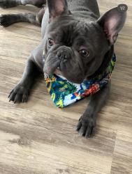 Lost Male Dog last seen Fry road, Katy, TX 77493