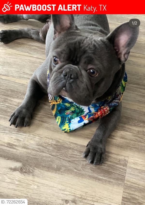 Lost Male Dog last seen Fry road, Katy, TX 77493