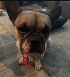 Lost Female Dog last seen Fry road, Katy, TX 77493
