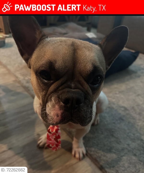 Lost Female Dog last seen Fry road, Katy, TX 77493