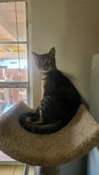 Lost Male Cat last seen Near NE 12th St, hmstd, FL 33030, Homestead, FL 33030