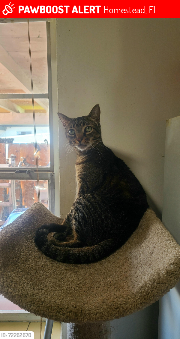 Lost Male Cat last seen Near NE 12th St, hmstd, FL 33030, Homestead, FL 33030