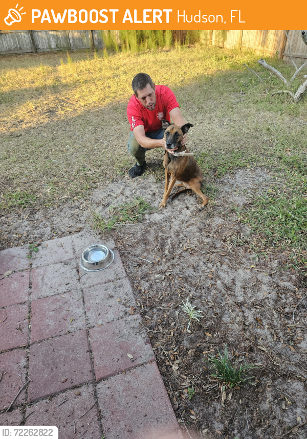 Found/Stray Female Dog last seen Smokey dr and skipper, Hudson, FL 34669